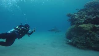 Dolphin swimming with divers in the Red Sea, Eilat Israel 3