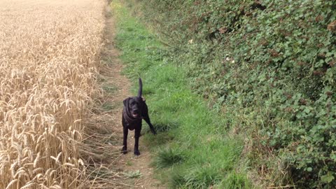 Dog playing fetch in a wheat field takes game to the next level