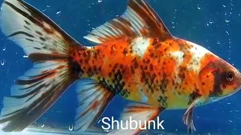 Top 10 most popular goldfish varieties in nepal AS Aquarium Fish Shop