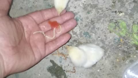 Fights over food between chicks