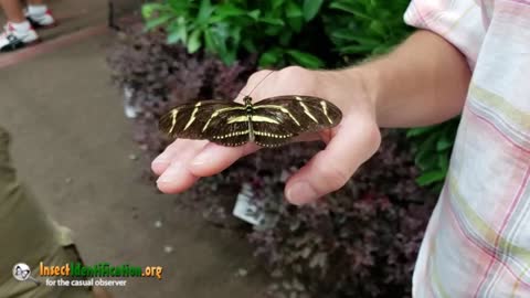 Z FOR ZEBRA LONG WING BUTTERFLY!|FUN FACTS ABOUT ZEBRA LONG WING BUTTERFLIES