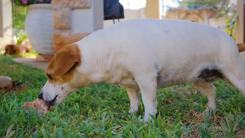 Pet Dog Munching On A Large Bone