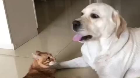 Watch the funny cat versus the dog