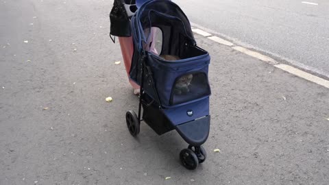 Walking in a Cat Stroller