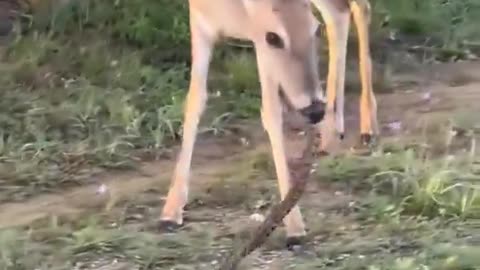 Deer eating Snake