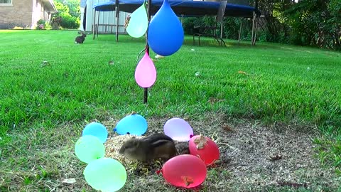 squirrel balloons