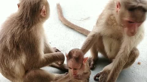 Mother and mother baby monkey crying for mother