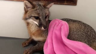 Nikita the Grey Fox disapproves of laundry day