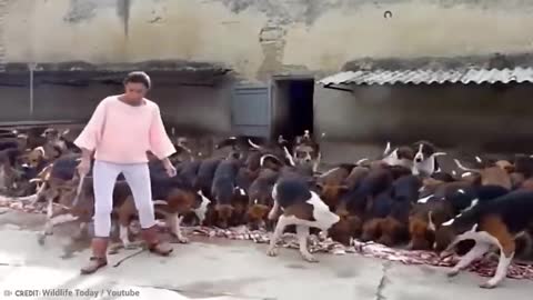 Best Trained & Disciplined Dogs in The World!