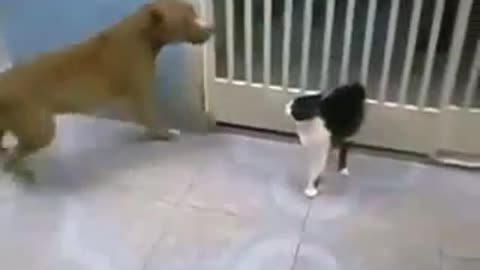 Cat and Dog fighting | cat with saber