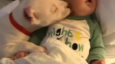 Dog kissing a baby