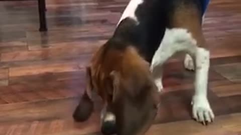 Beagle dog playing with a fidget spinner