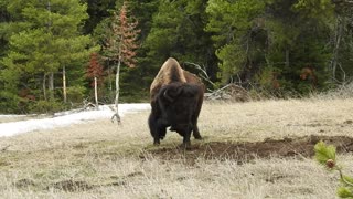Bison Adorably Plays with a Branch