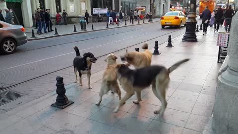 Happiest pack of playing Street Dogs Istanbul Turkey