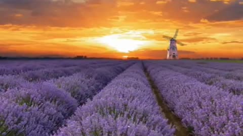 Lavender's flower language is "waiting for love", a firm commitment