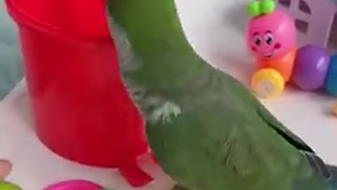 This parrot