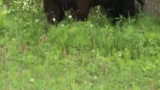 Roadside Battle Between Adolescent Bears