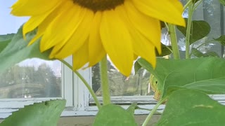 Honey bee on a sunflower