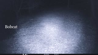 Bobcat & Fox on Trail Cam