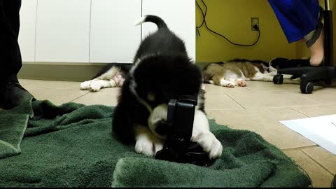 Adorables cachorros se divierten jugando con la cámara