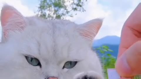 Funny And Cute Cat Video ]]