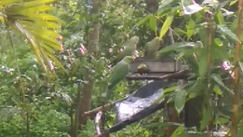 Beautiful morning with parrots eating in the backyard | Relaxing