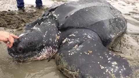 Leatherback Rescue