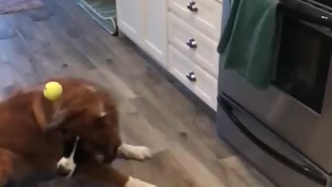 Brown saint bernard in kitchen misses tennis ball in slowmo