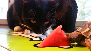 Generous Turtle Shares Watermelon Slice With Greedy Cats
