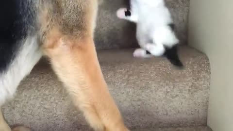 This dog bite this cat