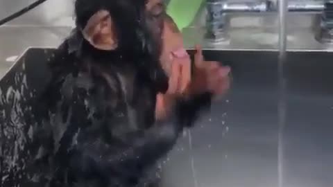 little monkey taking a bath