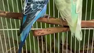 This Parrot Gives His Best Friend A Head Rub