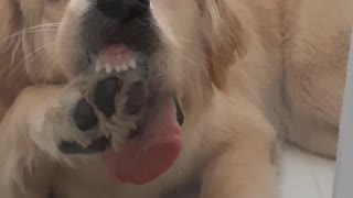 Golden Retriever chews on paw from behind glass