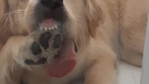 Golden Retriever chews on paw from behind glass