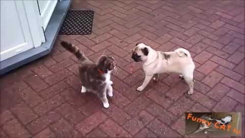 Cats and Dogs Meetings