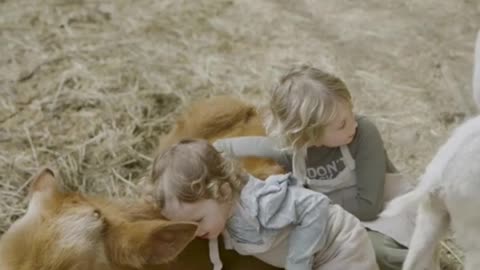 A calf and a girl are good friends having fun together