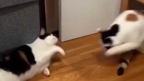 Hilarious Clip Featuring Cats, Kittens, and Dogs