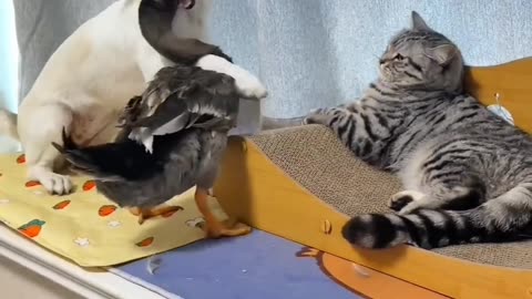 Cat and dog with duck funny and crazy video