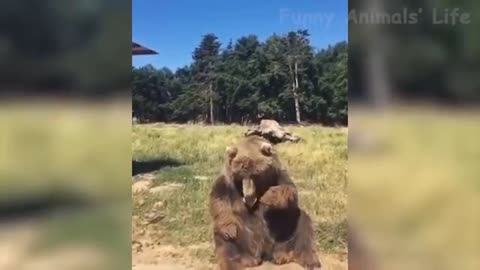 Funniest Animals - Best Of The 2021 Funny Animal Videos