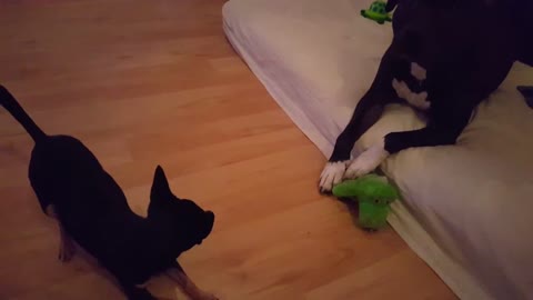 Two dogs hold epic standoff for their favorite toy