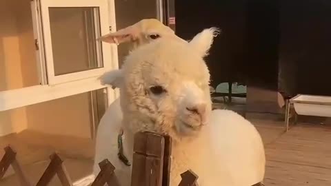 Alpacas are so cute, they suddenly spit