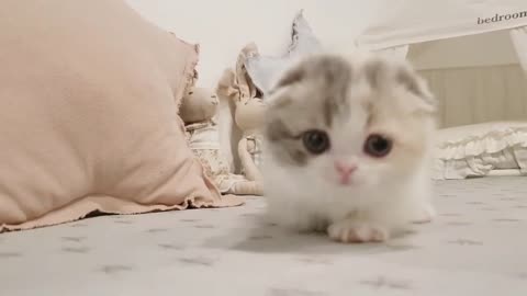 Funny Cat Video That Will Make You Smile