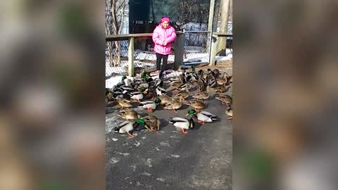 Ducks Swarm Stressed Out Little Girl With Sandwich