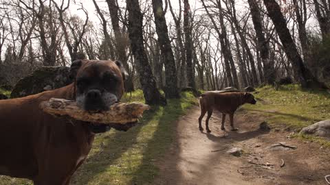 boxer dogs out thir in the woods