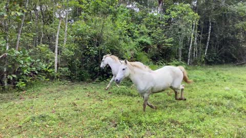 Pura Vida Costa Rica