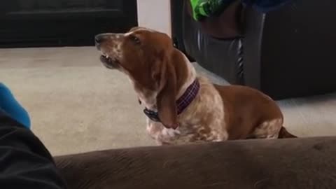 Basset Hound howls in protest after being ignored