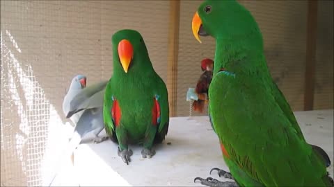 Funny BIRDS & PARROTS Talking and also Singing
