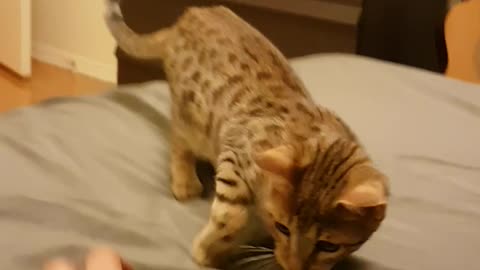 Leopard cat plays fetch with ball on bed.