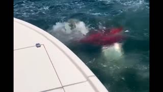 shark 🦈 Attacking ⚰️ 😱