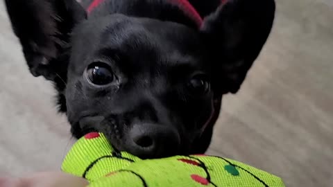 Chihuahua & her toy